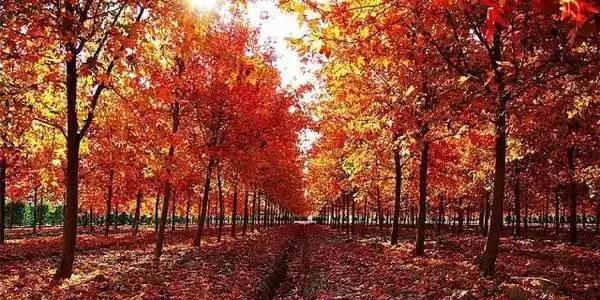 上海免费好玩的地方推荐带孩子,一日游适合带孩子玩的景点上海