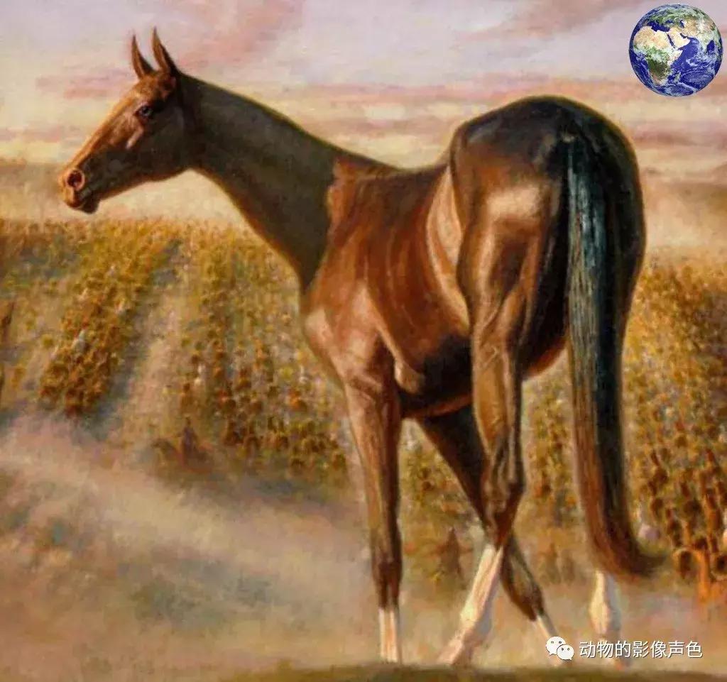 顶级汗血宝马怎么培育,汗血宝马可以培育吗