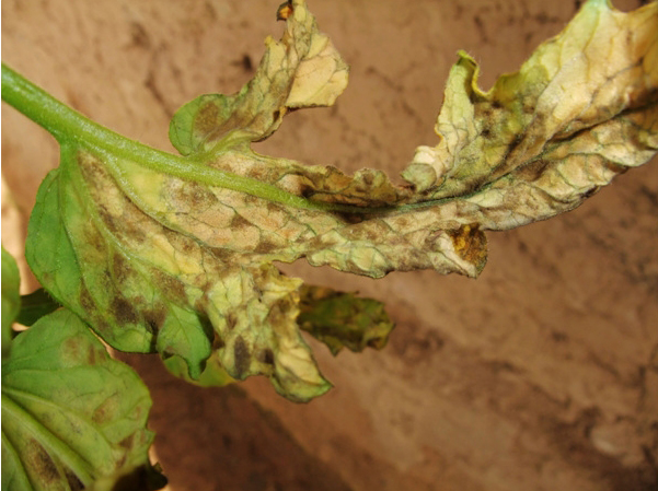 多抗霉素治疗番茄叶霉病吗,番茄叶霉病是真菌还是细菌