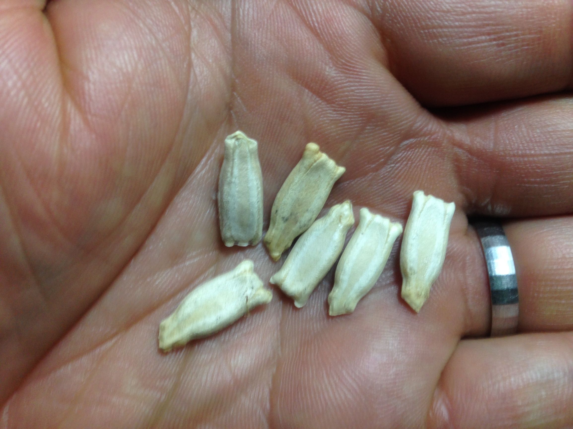 新手应该种怎么样的葫芦,种好的葫芦怎么才能让它成形