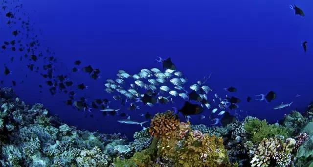 帕劳潜水最好的季节,帕劳潜水好玩的地方