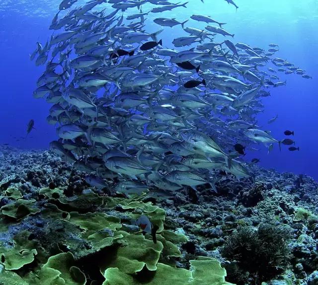 帕劳潜水最好的季节,帕劳潜水好玩的地方