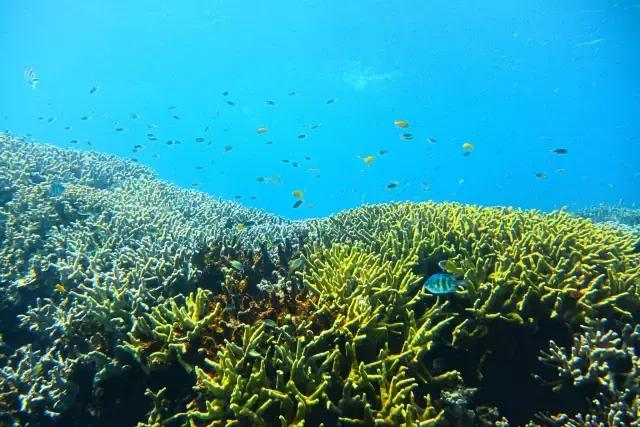 帕劳潜水最好的季节,帕劳潜水好玩的地方