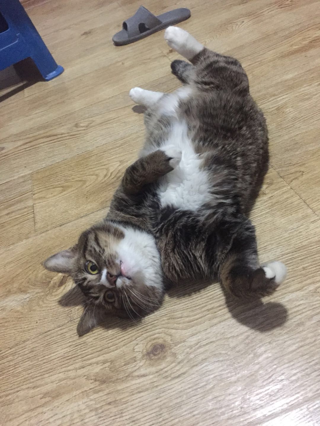 如何确定自家的猫主子到了求偶期？怎么应对？