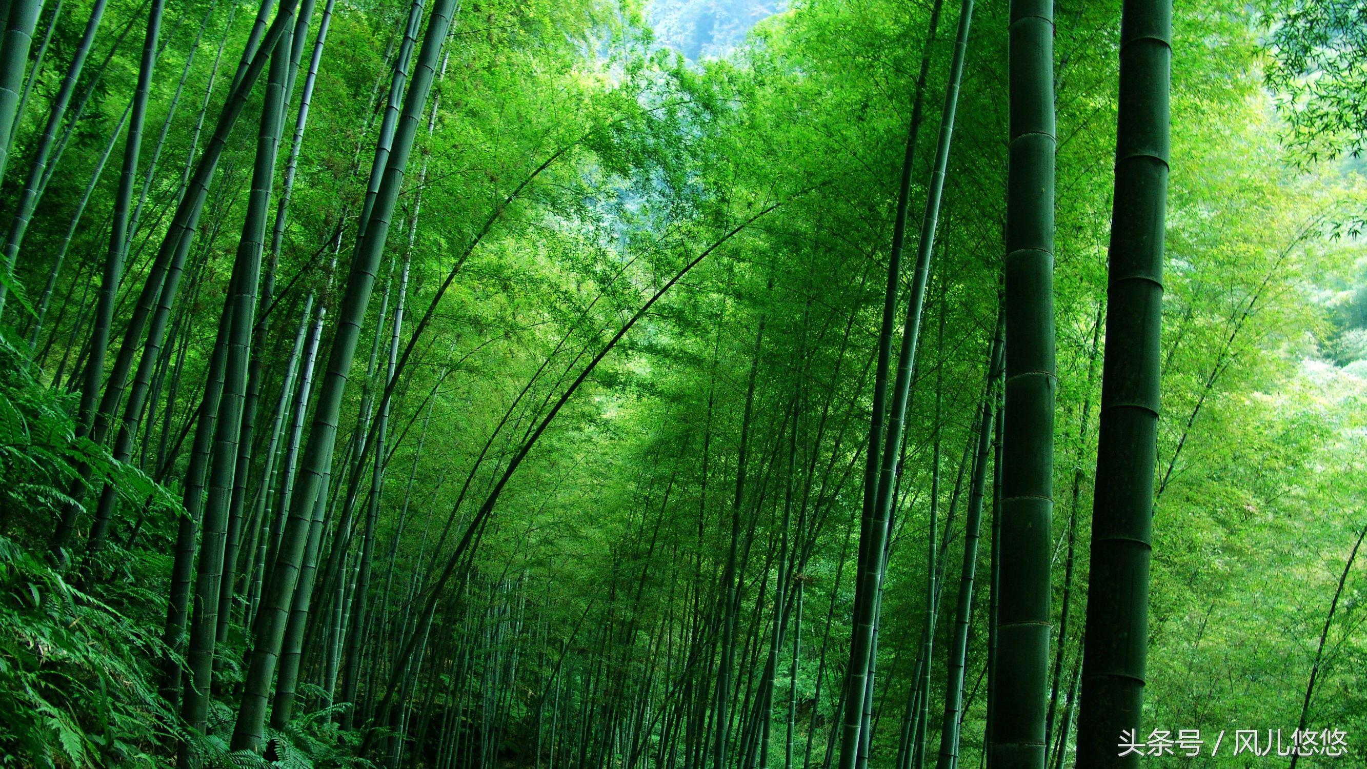 紫竹金丝竹罗汉竹这些有价值吗,毛竹与楠竹斑竹有什么区别