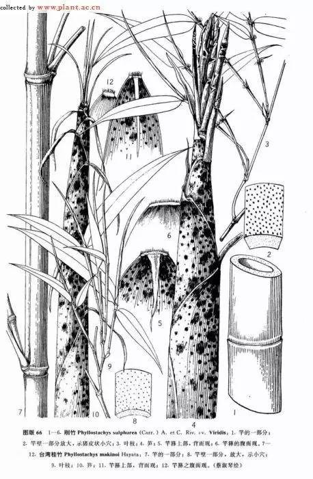 东北能种的竹子,26种竹子大全