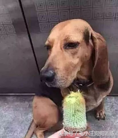 金毛狗狗合理的喂养方法,狗狗贪吃怎么训练