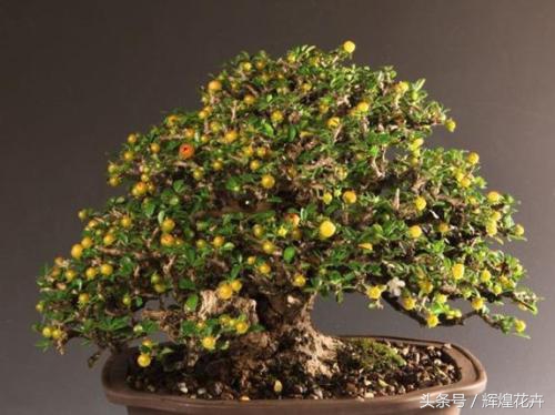 老桩梅花盆景怎么养,怎么养酢浆草老桩盆景