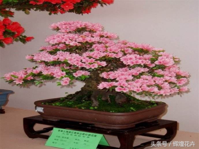 老桩梅花盆景怎么养,怎么养酢浆草老桩盆景