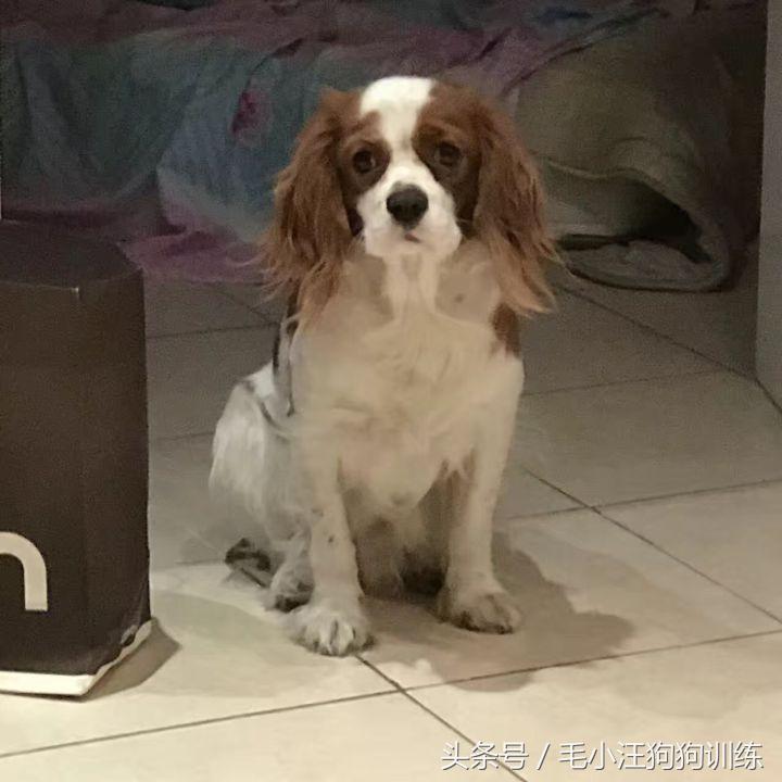 骑士查理小猎犬优缺点,养骑士查理王猎犬是什么样的体验