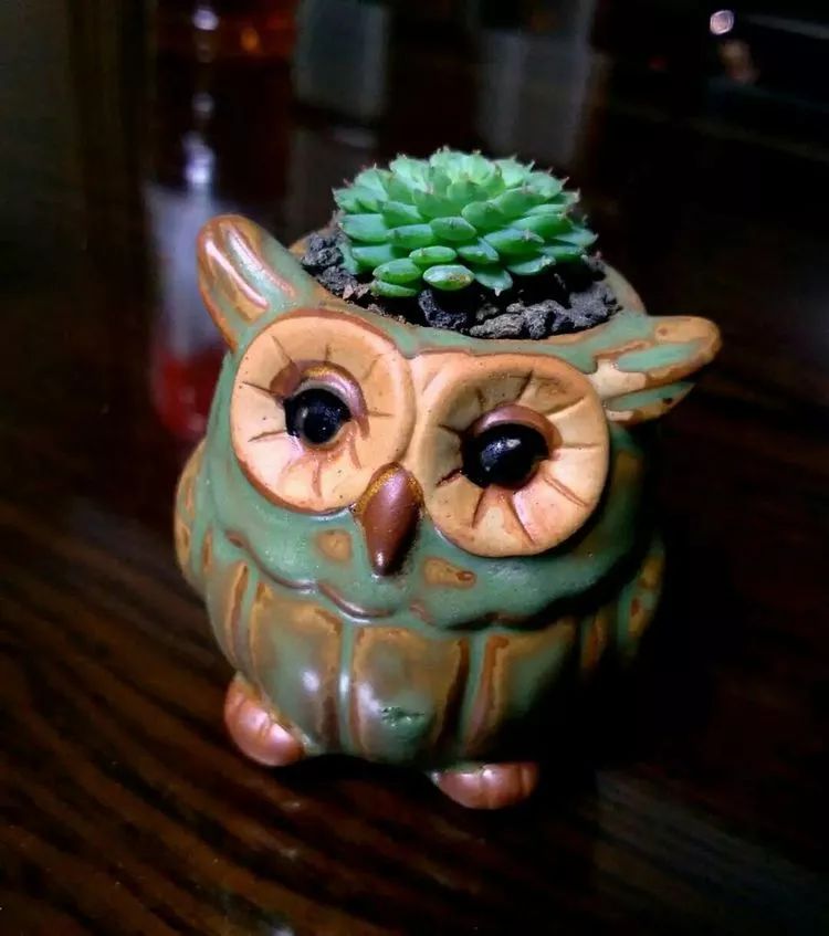 做足了功课养多肉,不用操心就能养好的多肉