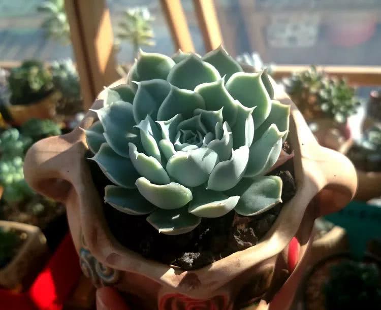 做足了功课养多肉,不用操心就能养好的多肉