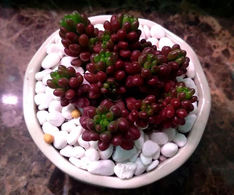 做足了功课养多肉,不用操心就能养好的多肉