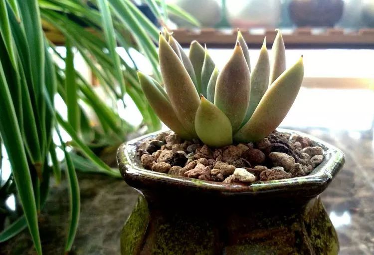 做足了功课养多肉,不用操心就能养好的多肉