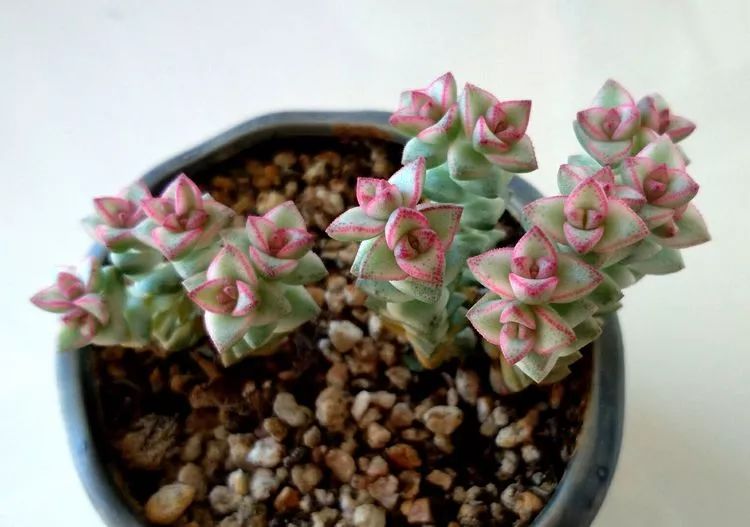 做足了功课养多肉,不用操心就能养好的多肉