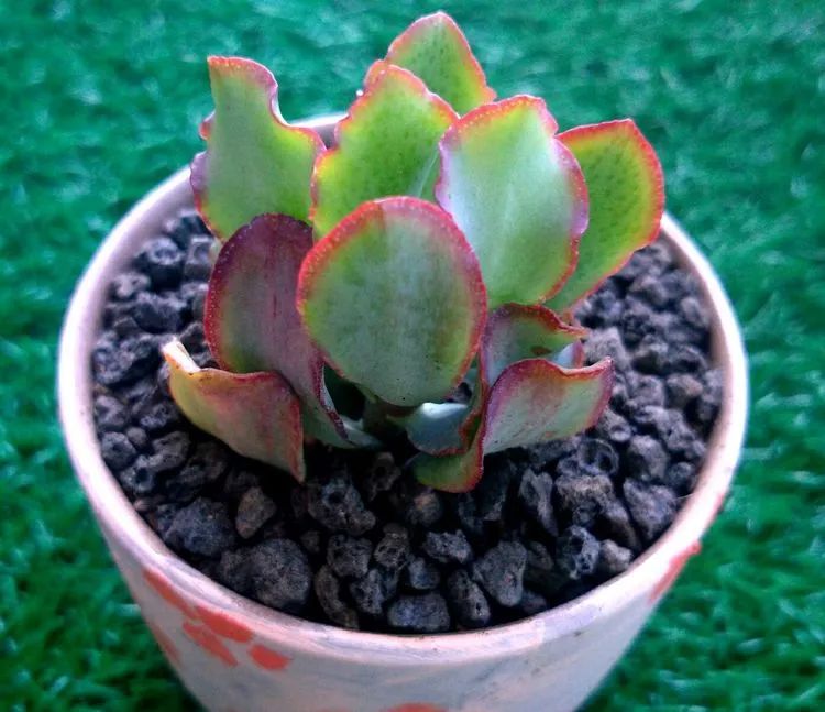 做足了功课养多肉,不用操心就能养好的多肉