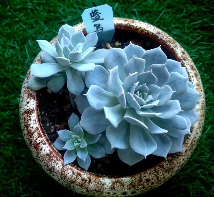 做足了功课养多肉,不用操心就能养好的多肉