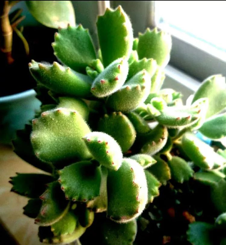 做足了功课养多肉,不用操心就能养好的多肉