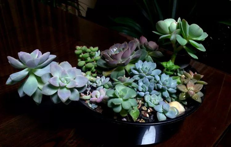 做足了功课养多肉,不用操心就能养好的多肉