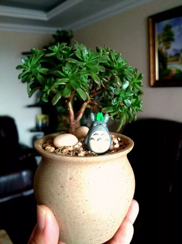 做足了功课养多肉,不用操心就能养好的多肉