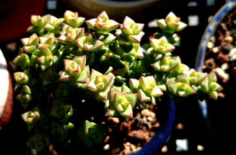 做足了功课养多肉,不用操心就能养好的多肉