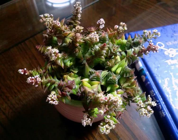 做足了功课养多肉,不用操心就能养好的多肉