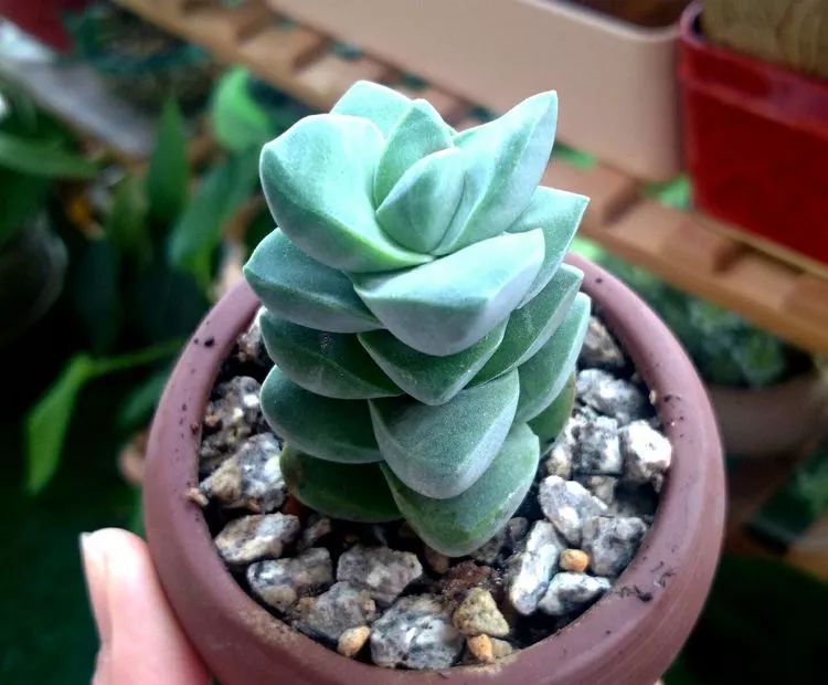 做足了功课养多肉,不用操心就能养好的多肉