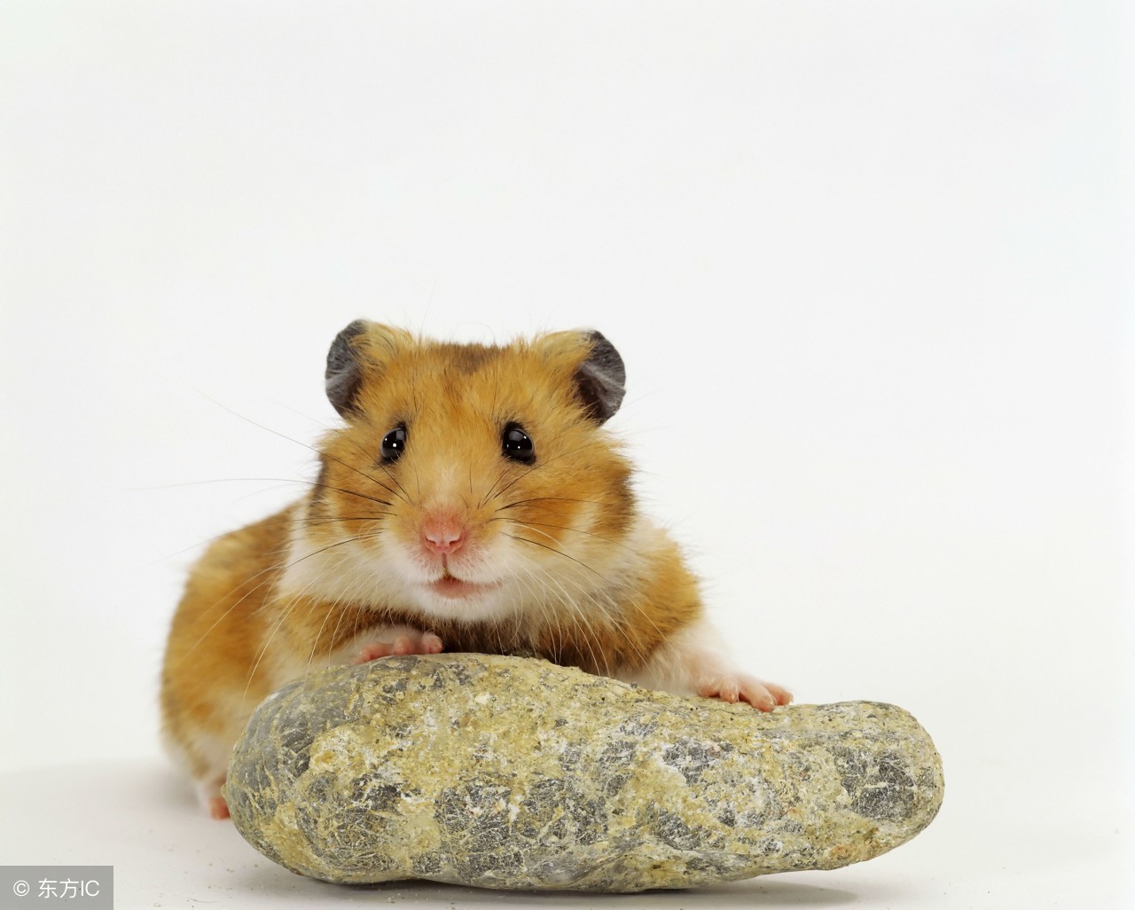 为什么卖仓鼠的可以给仓鼠合笼,为什么宠物店里的仓鼠可以合笼