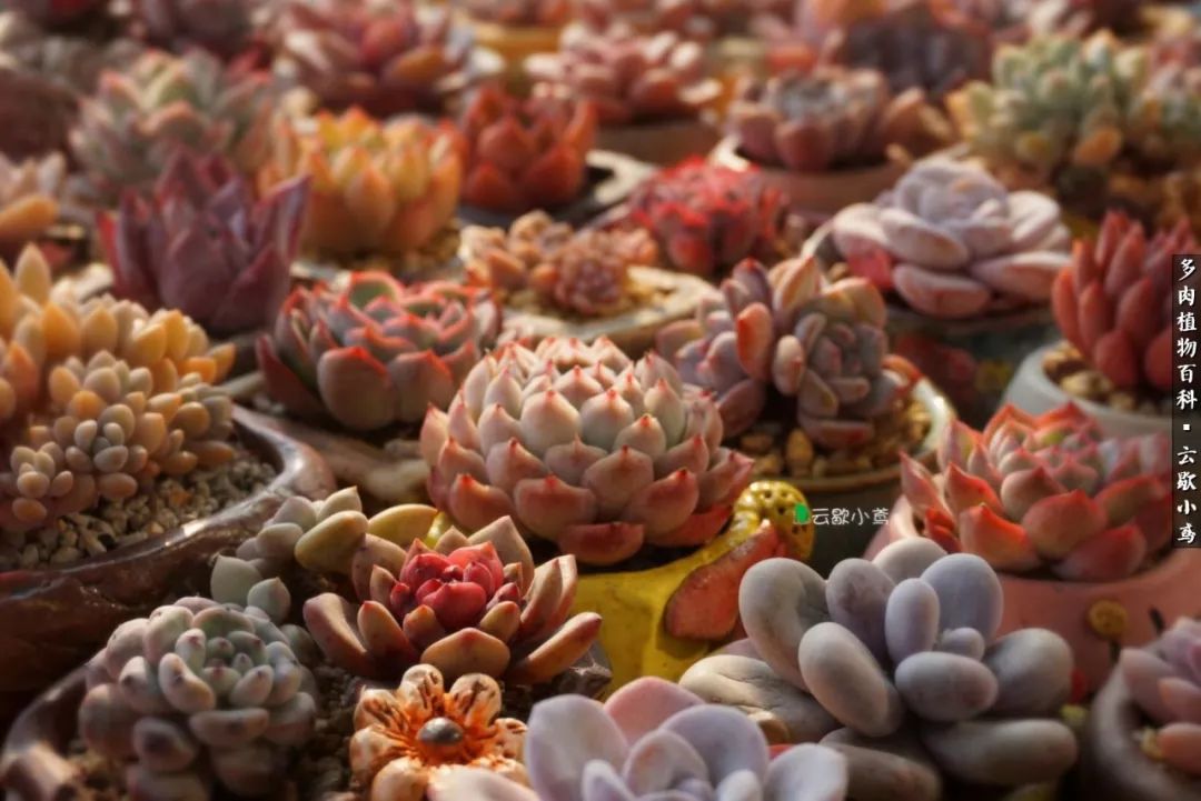 不负人间风月,不负人间风月创作的原声