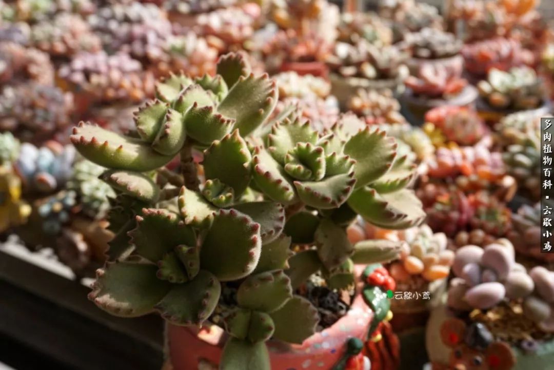 不负人间风月,不负人间风月创作的原声