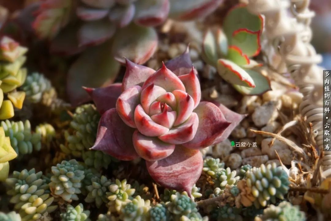 不负人间风月,不负人间风月创作的原声