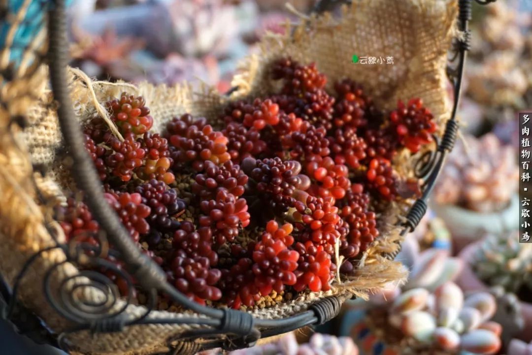 不负人间风月,不负人间风月创作的原声