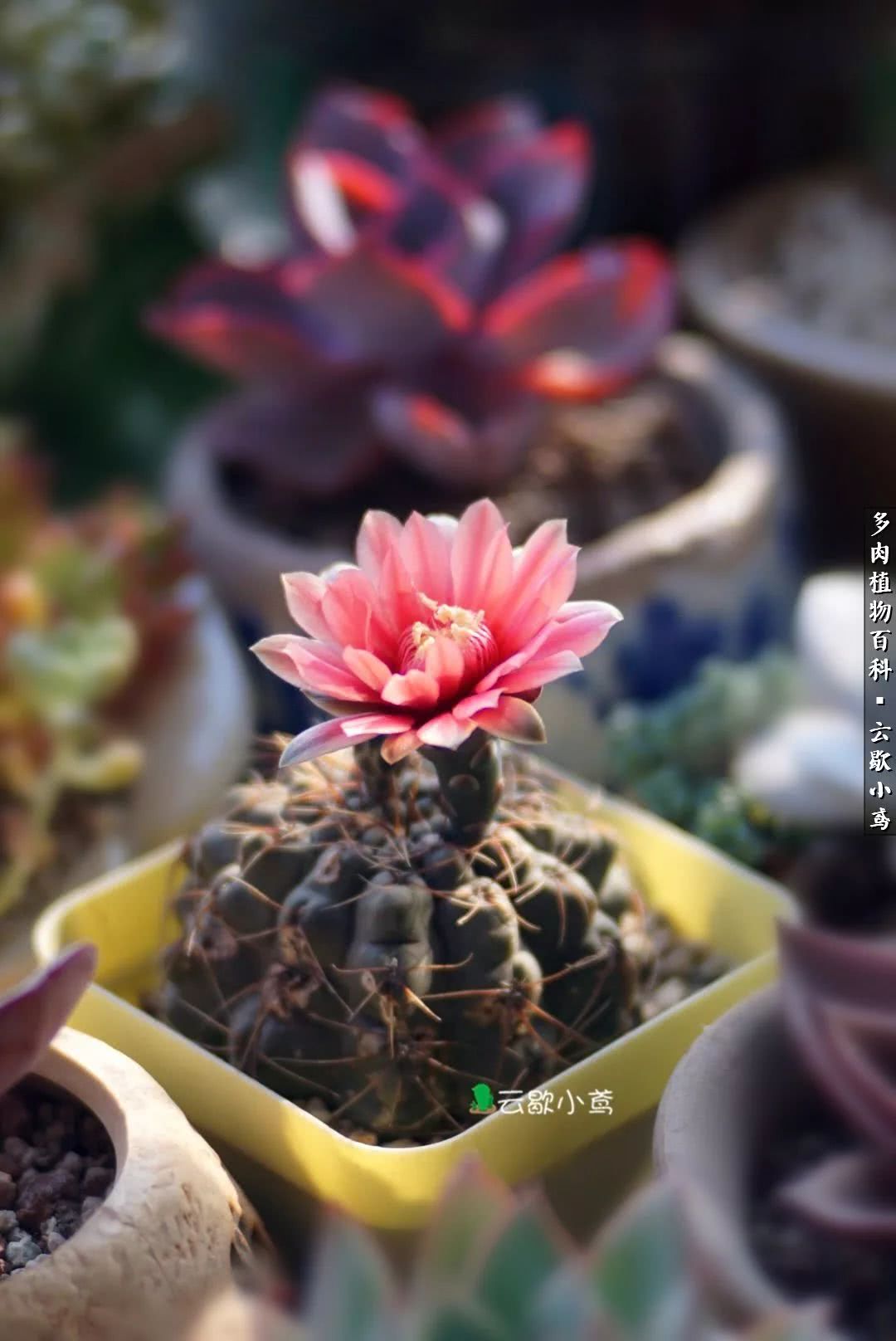 不负人间风月,不负人间风月创作的原声