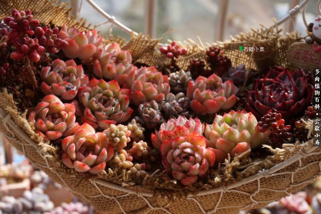 不负人间风月,不负人间风月创作的原声