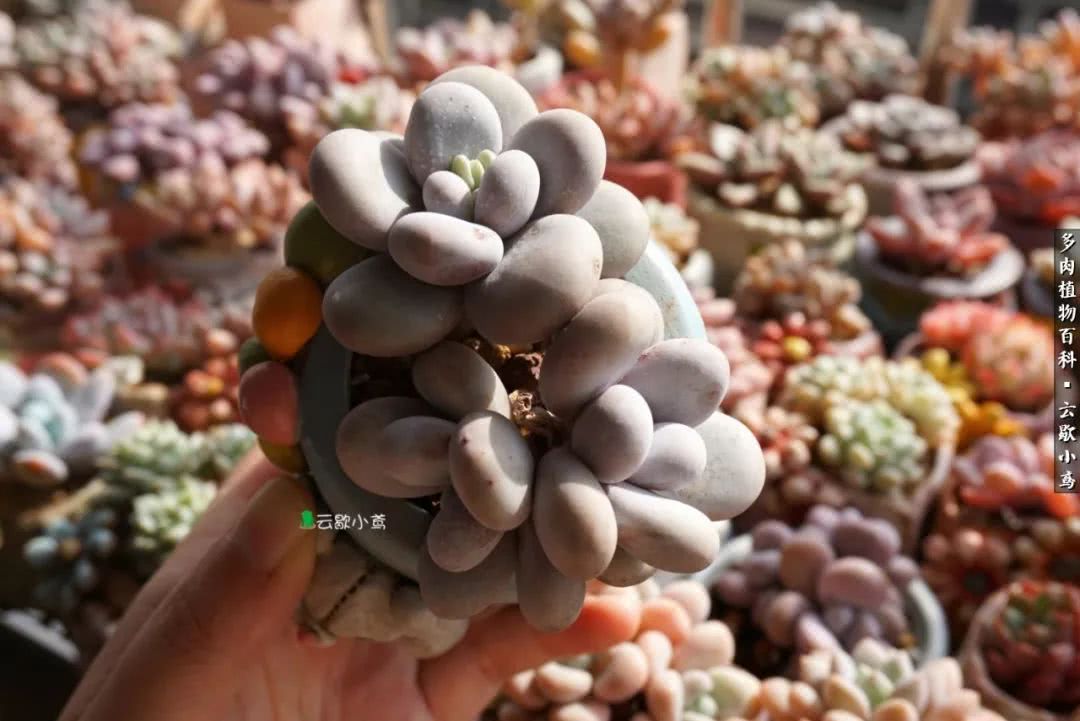 不负人间风月,不负人间风月创作的原声