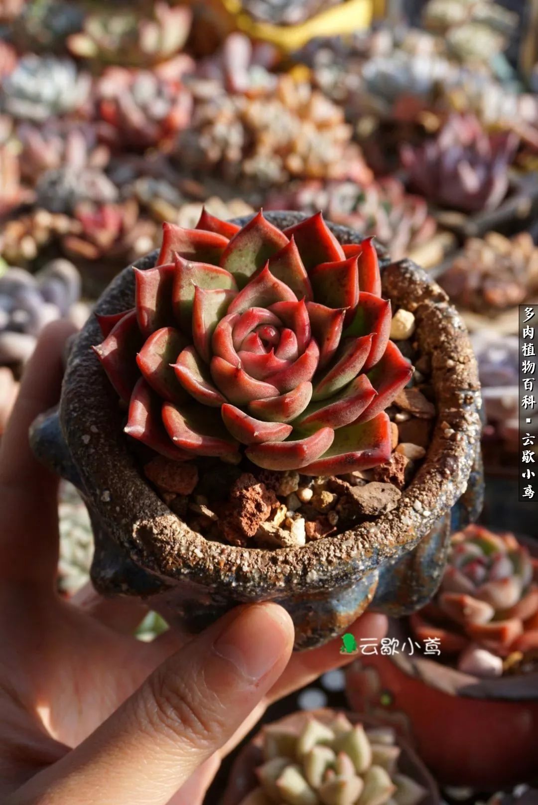 不负人间风月,不负人间风月创作的原声