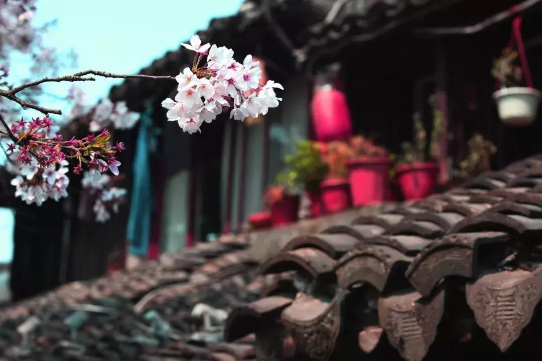 春日吟春风诗句,春天杏花开的唯美诗句