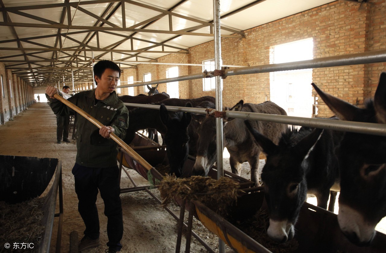 农村养驴有哪些扶贫措施,扶贫养殖产业扶持可行性与必要性