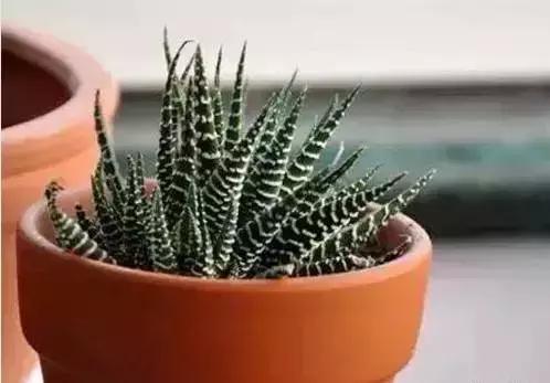 家养绿植花卉施什么肥,花卉绿植养殖方法测评