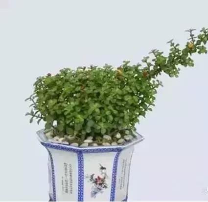 家养绿植花卉施什么肥,花卉绿植养殖方法测评