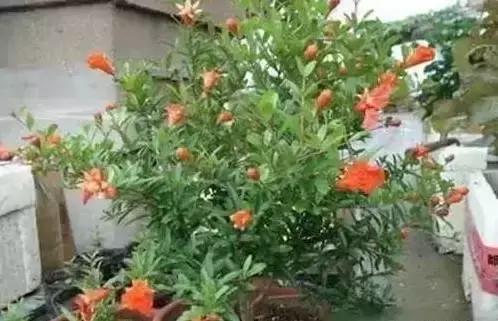 家养绿植花卉施什么肥,花卉绿植养殖方法测评