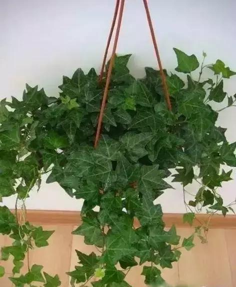 家养绿植花卉施什么肥,花卉绿植养殖方法测评