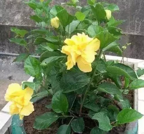 家养绿植花卉施什么肥,花卉绿植养殖方法测评