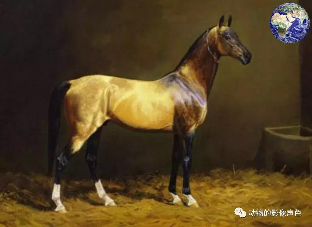 顶级汗血宝马怎么培育,汗血宝马可以培育吗