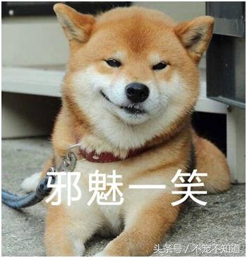 宠物疝气图片,宠物疝气分类