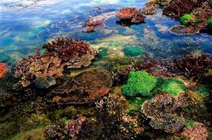 涠洲岛是最大的火山岛吗,北海涠洲岛火山石景区