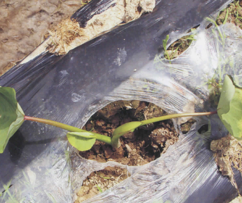 白芽芋软腐病特效药,芋头软腐病防治方法