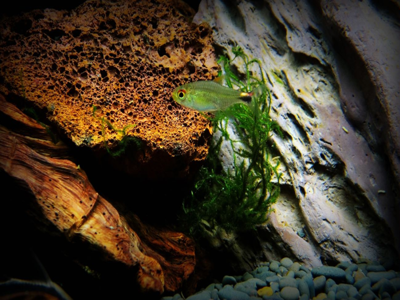 热带小型观赏鱼灯光,小型热带鱼水草灯