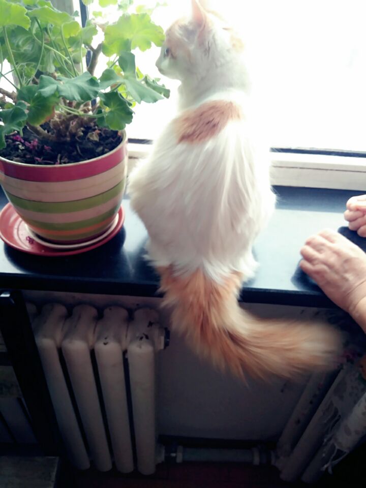 如何确定自家的猫主子到了求偶期？怎么应对？