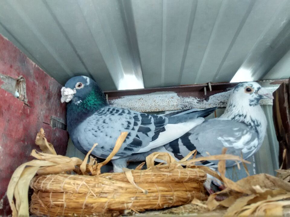 鸽子孵蛋期可以移窝吗,小鸽子什么时候移窝